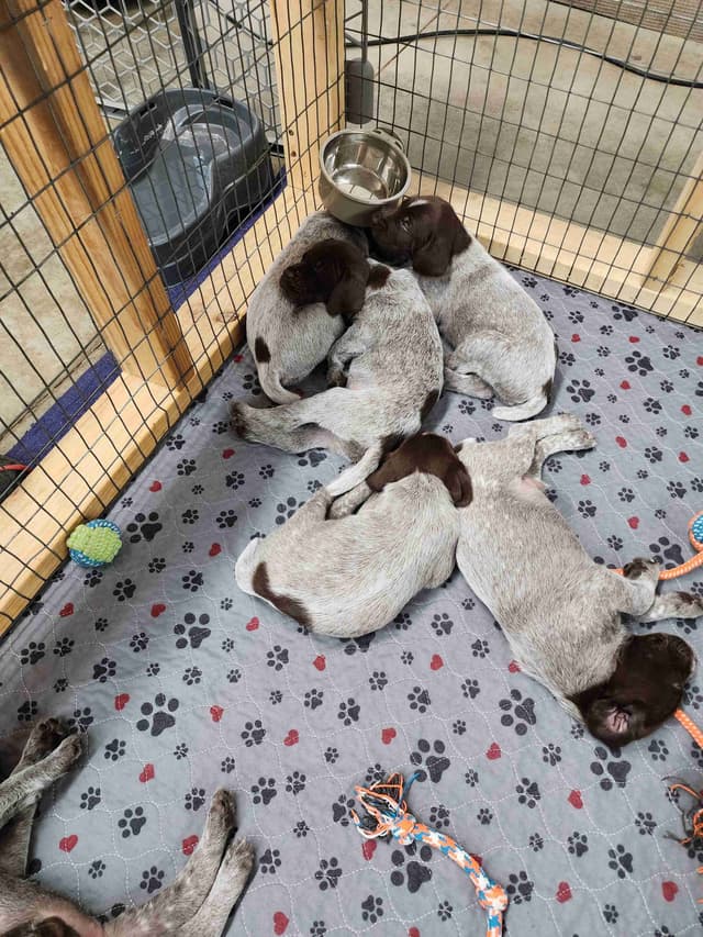 Wirehaired Pointing Griffon Puppies media 4