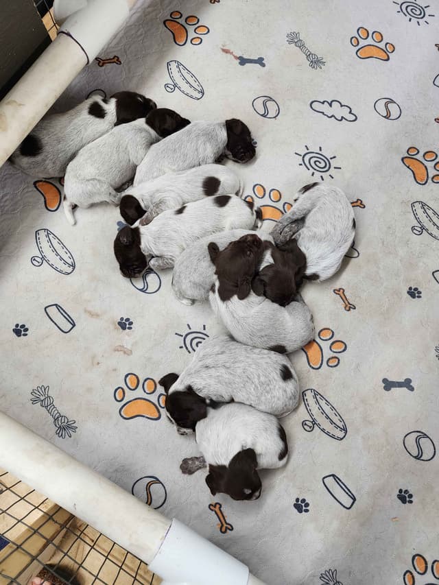 Wirehaired Pointing Griffon Puppies media 5