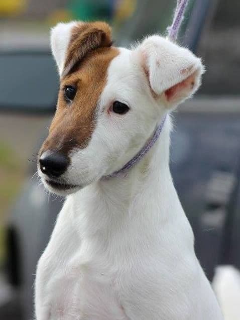 Smooth Fox Terrier Puppies breeder image 1