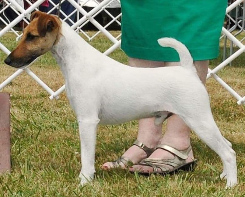 Smooth Fox Terrier Puppies breeder image 2