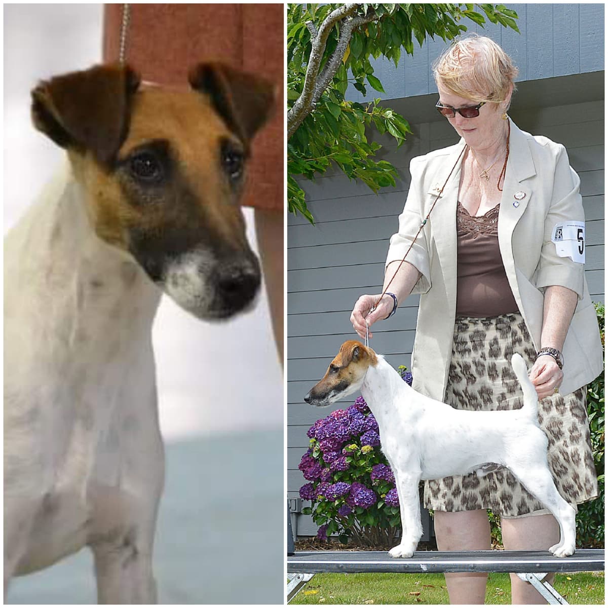 Smooth Fox Terrier Puppies breeder image 3