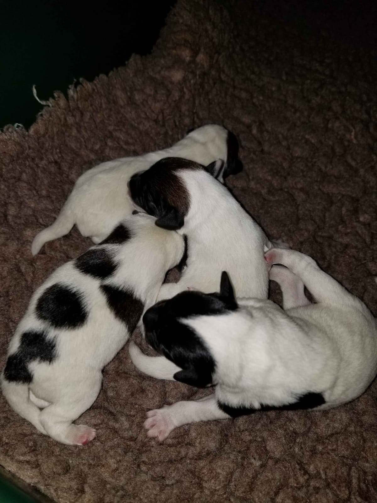 Smooth Fox Terrier Puppies breeder image 4