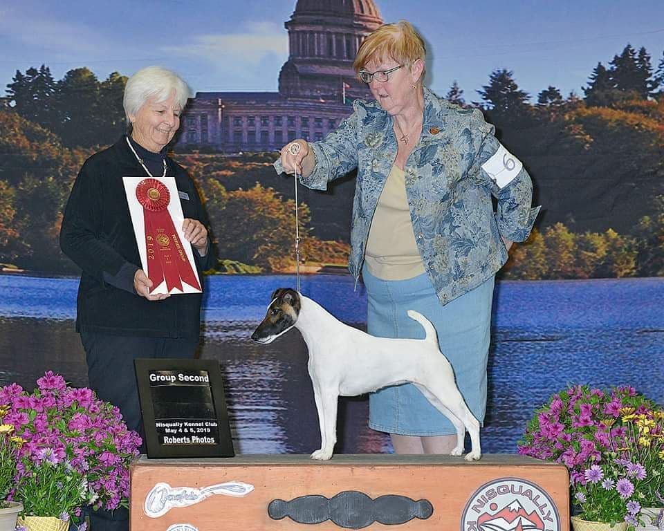 Smooth Fox Terrier Puppies breeder image 6