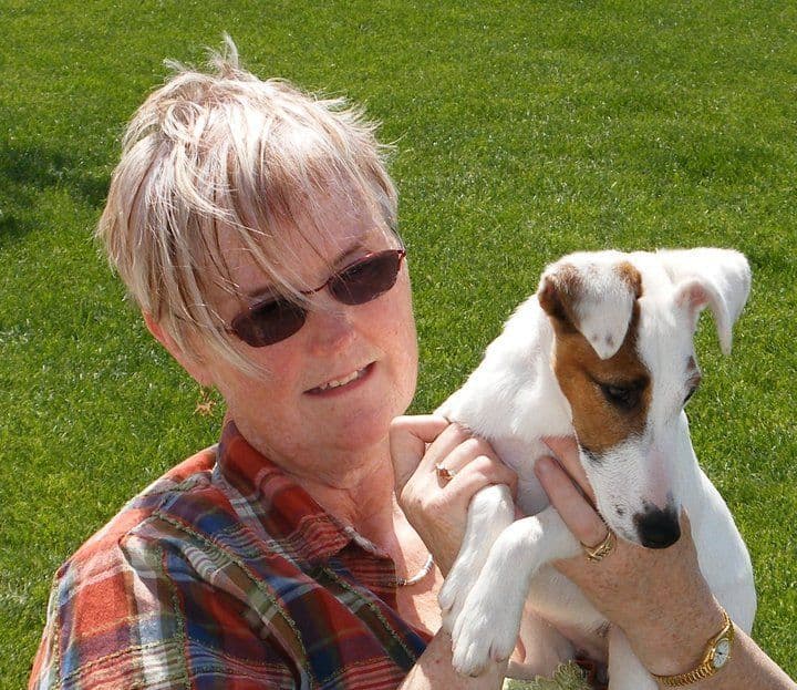 Smooth Fox Terrier Puppies breeder image 7