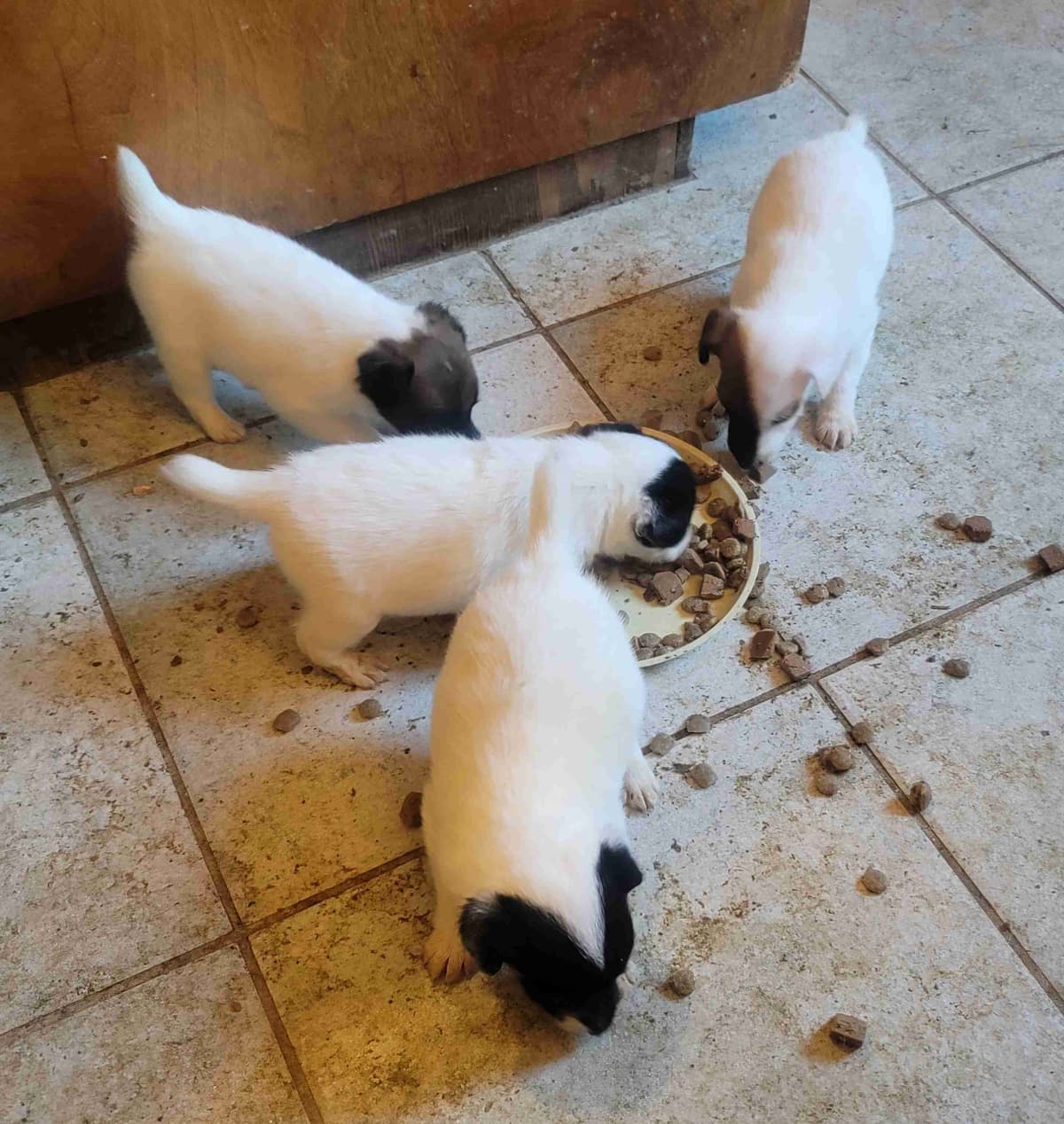 Smooth Fox Terrier Puppies breeder image 8