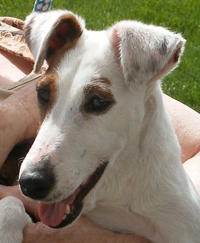 Smooth Fox Terrier Puppies breeder image 9