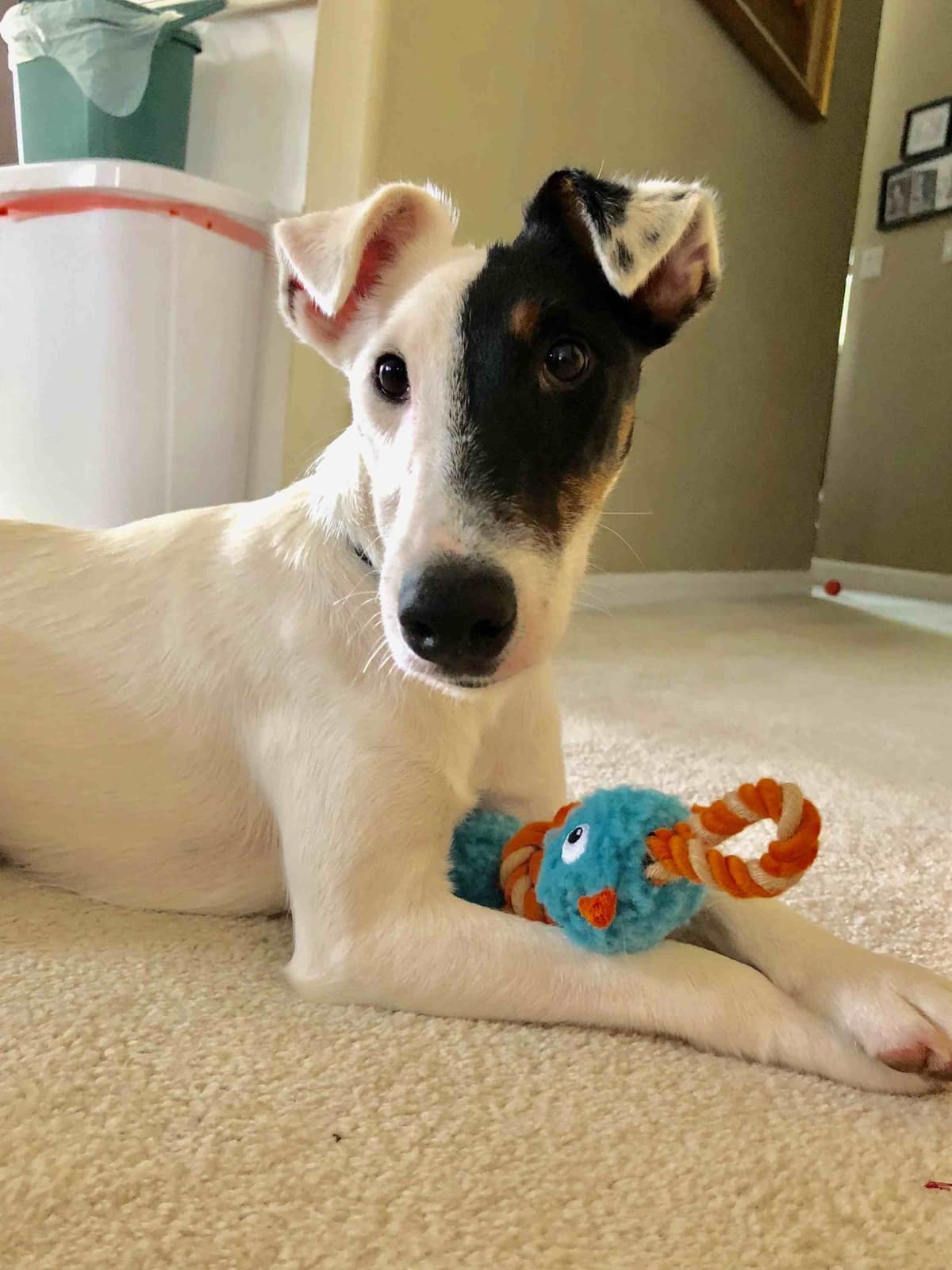 Smooth Fox Terrier Puppies breeder image 10