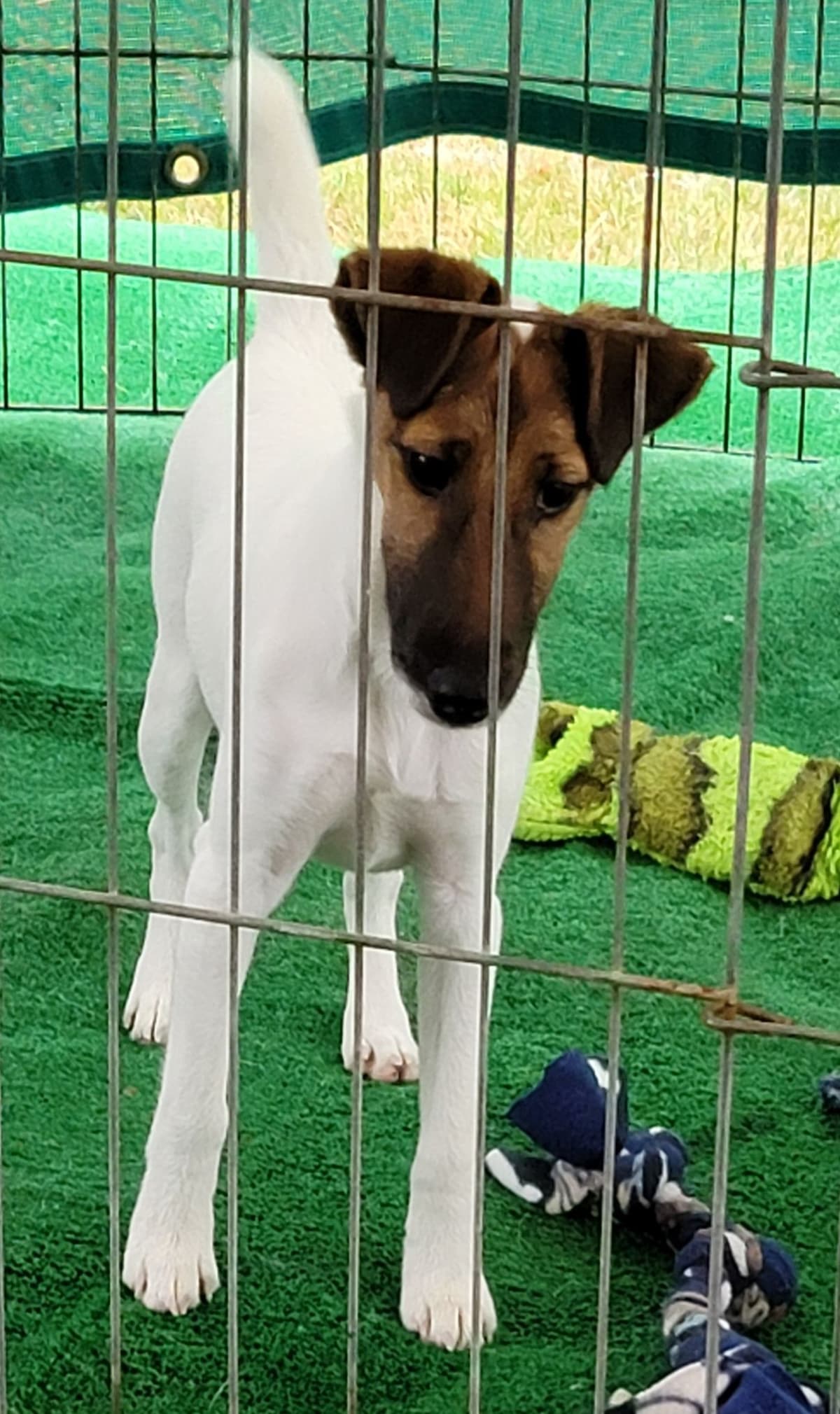 Smooth Fox Terrier Puppies breeder image 12