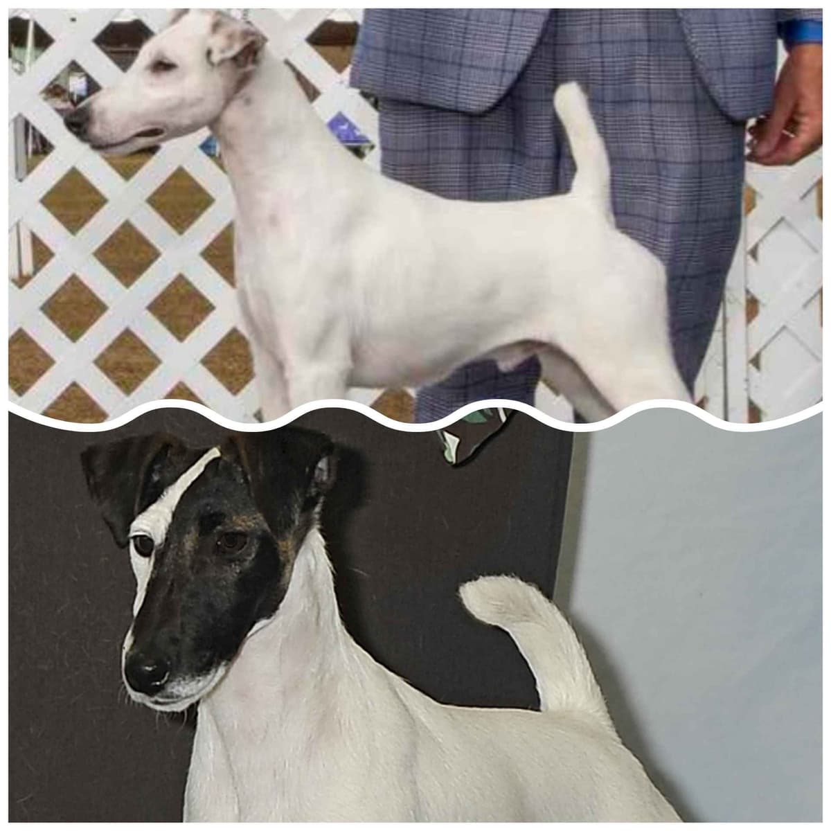 Smooth Fox Terrier Puppies breeder image 13