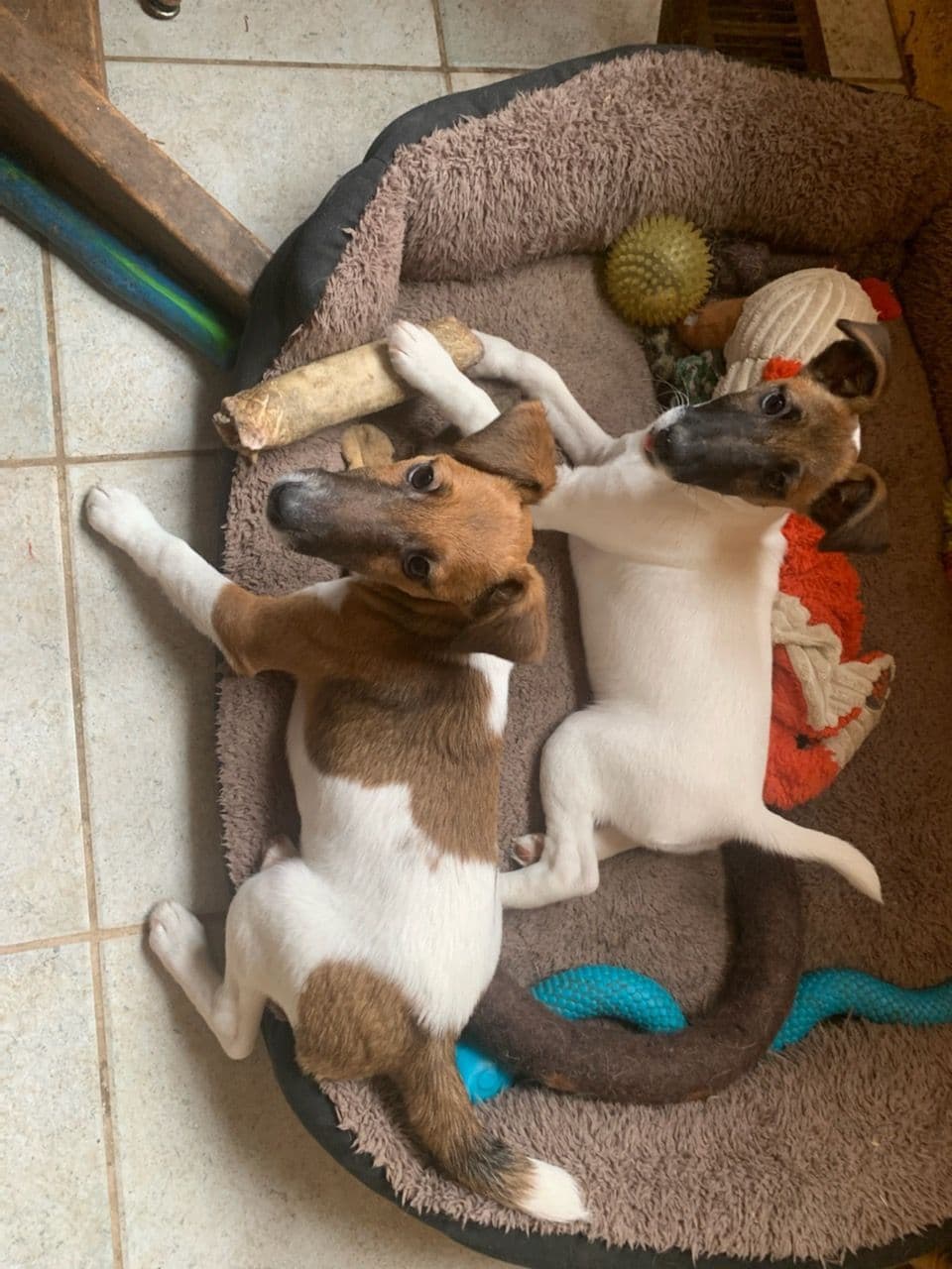 Smooth Fox Terrier Puppies breeder image 14