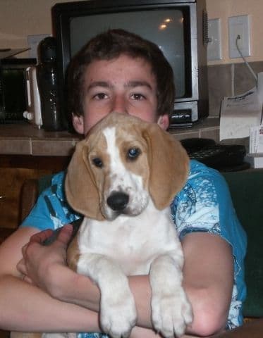 Smooth Fox Terrier Puppies breeder image 17