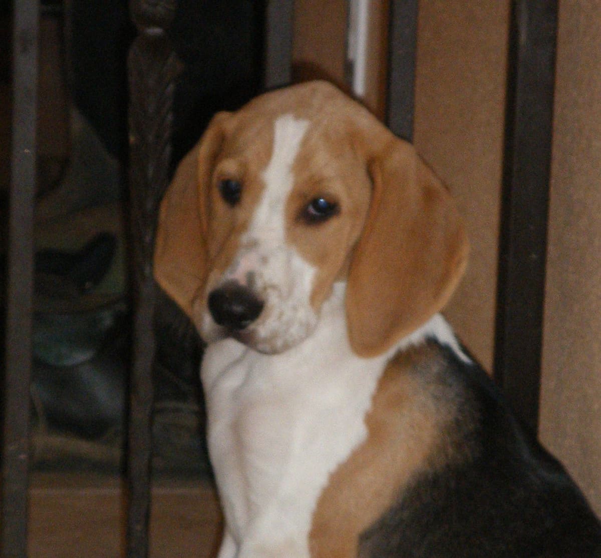 Smooth Fox Terrier Puppies breeder image 18