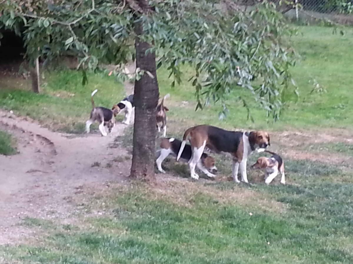 Smooth Fox Terrier Puppies breeder image 19