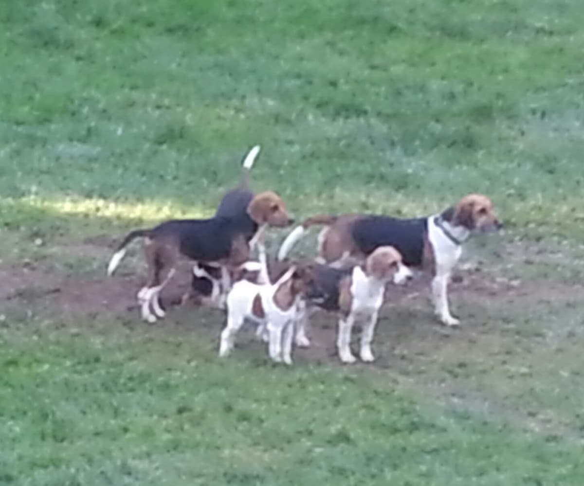 Smooth Fox Terrier Puppies breeder image 20
