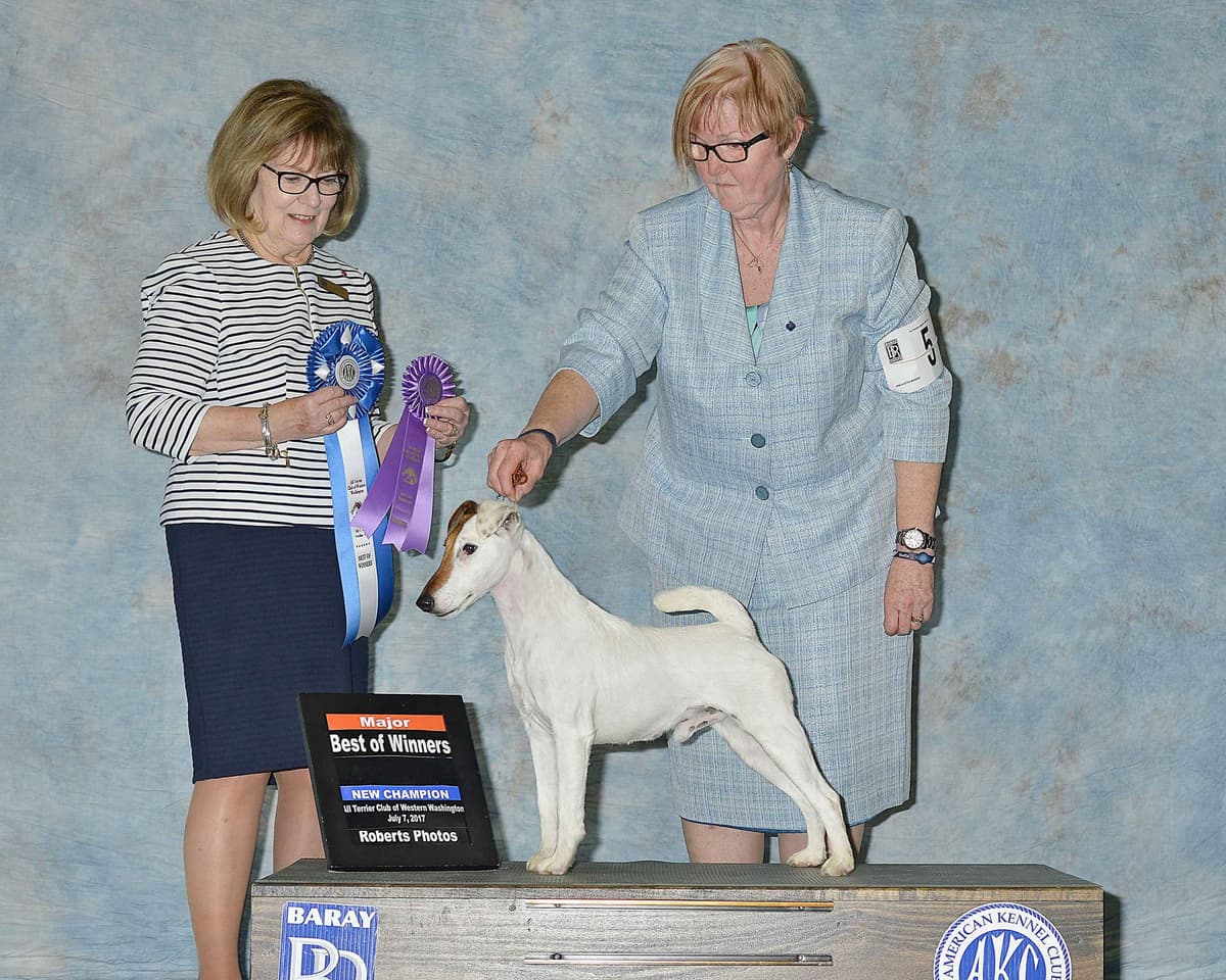 Smooth Fox Terrier Puppies breeder image 21