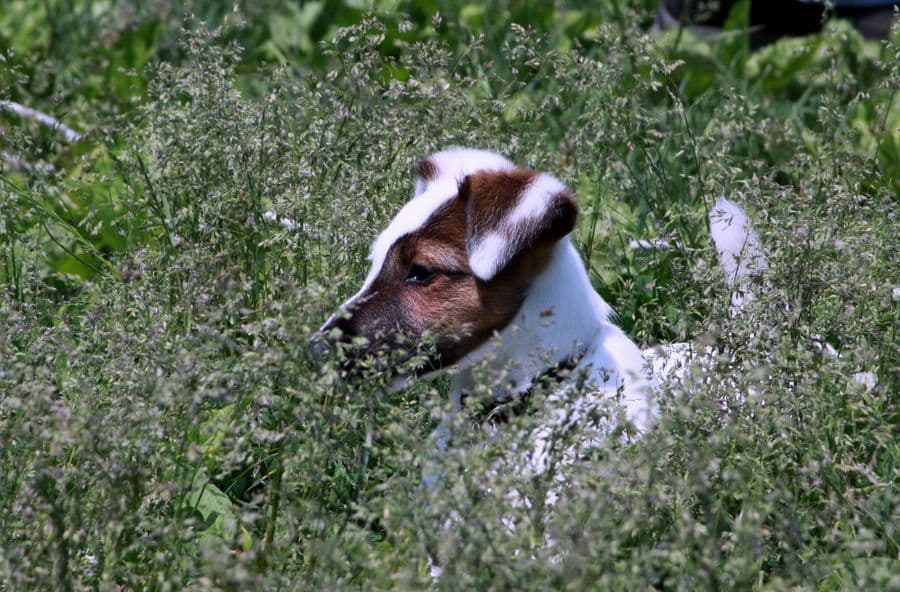 Smooth Fox Terrier Puppies breeder image 22