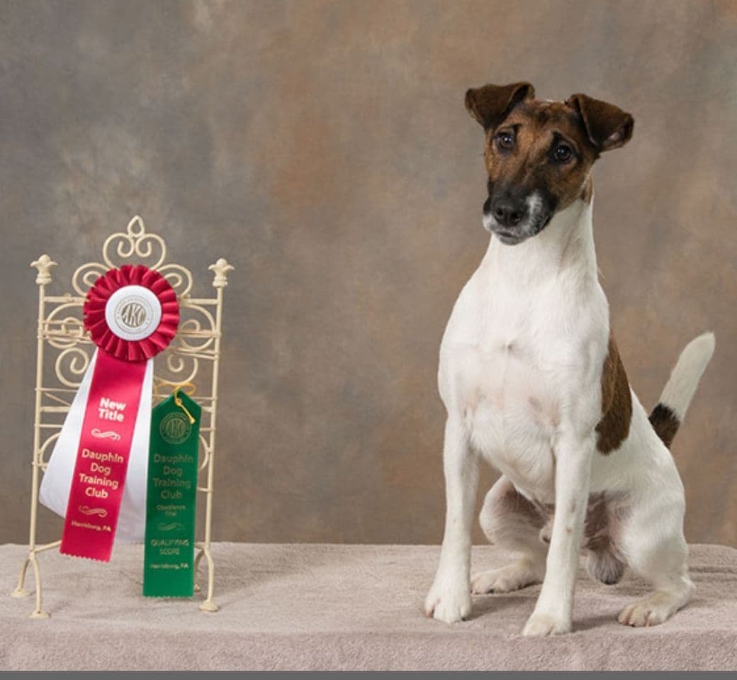 Smooth Fox Terrier Puppies breeder image 30