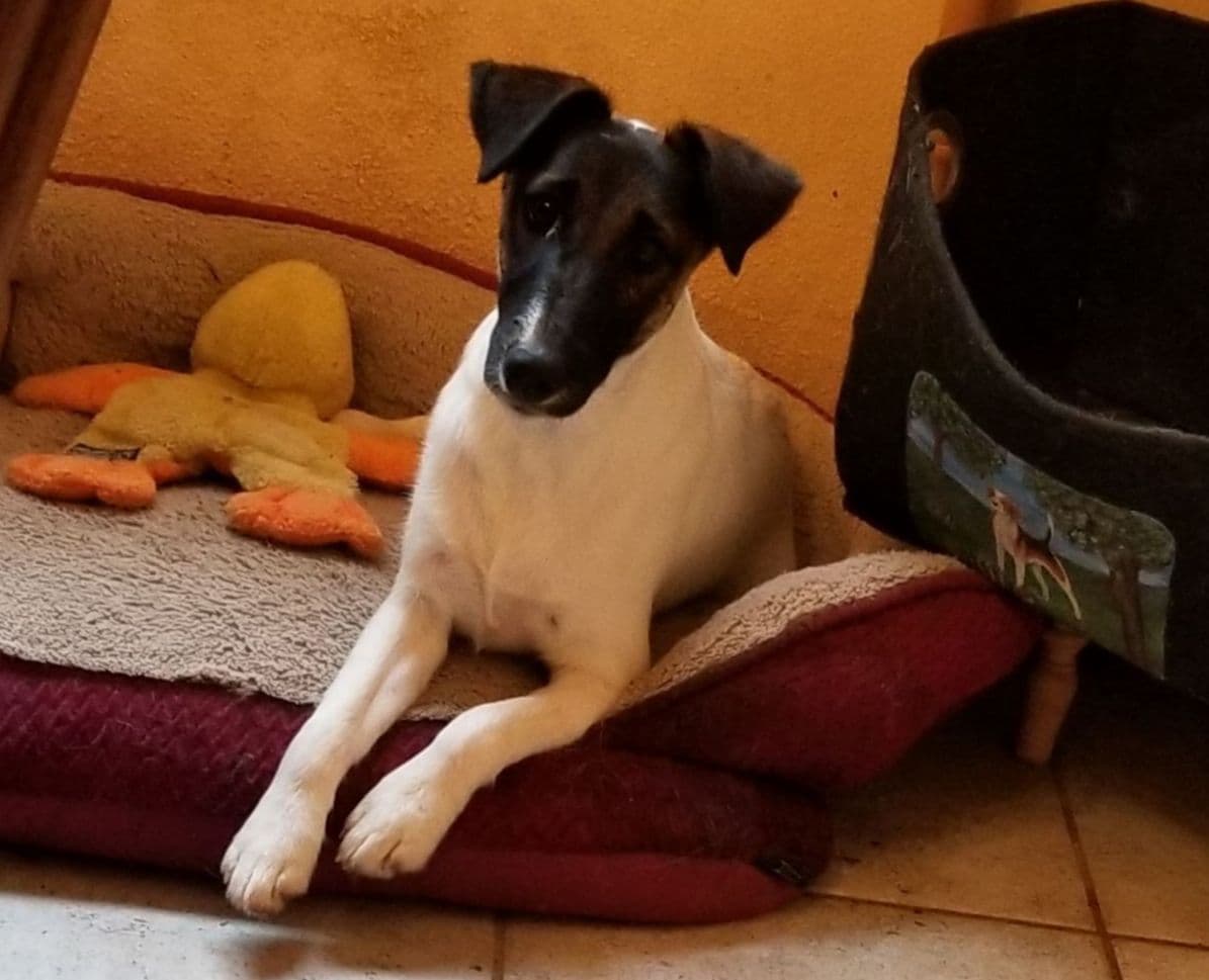Smooth Fox Terrier Puppies breeder image 27