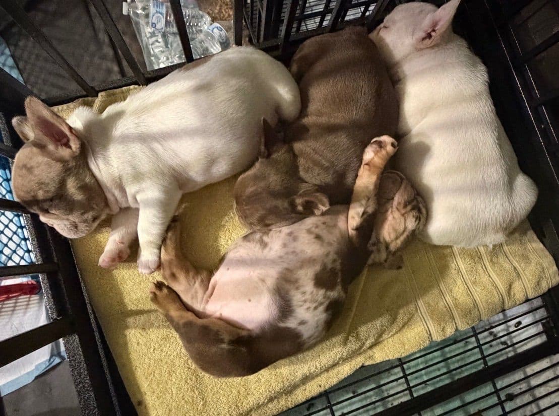 French Bulldog Puppies breeder image 1