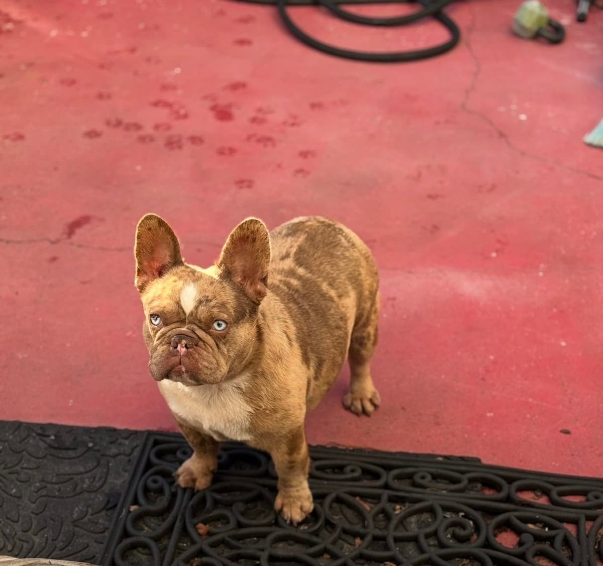 French Bulldog Puppies breeder image 2