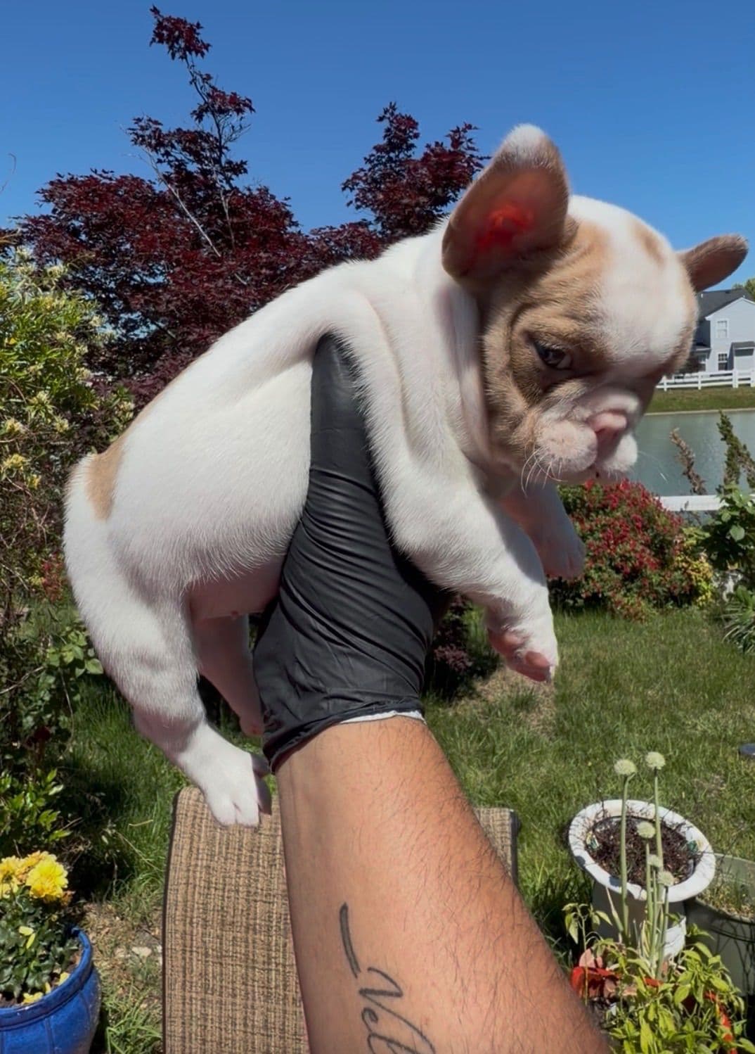 French Bulldog Puppies breeder image 3