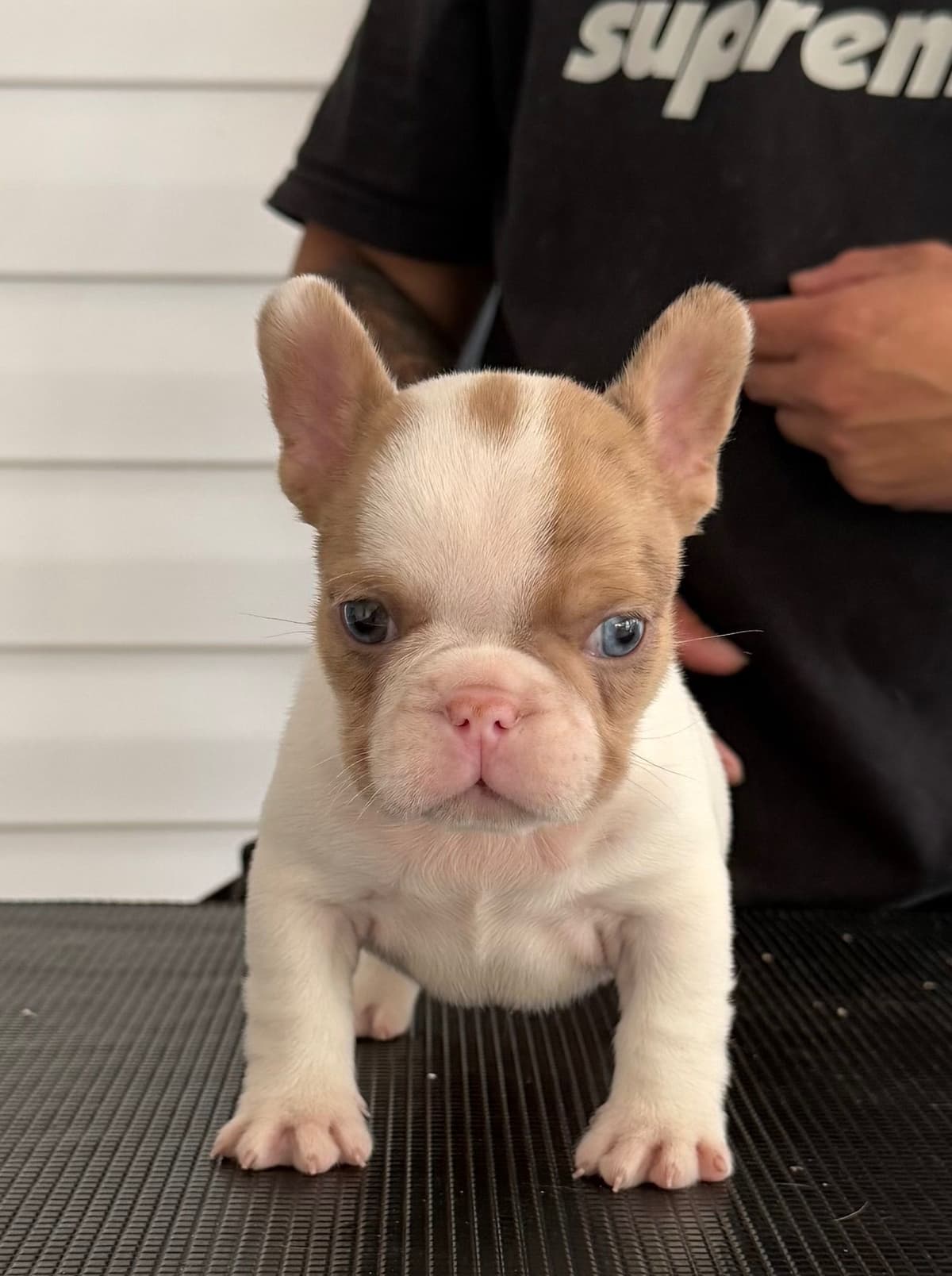 French Bulldog Puppies breeder image 4