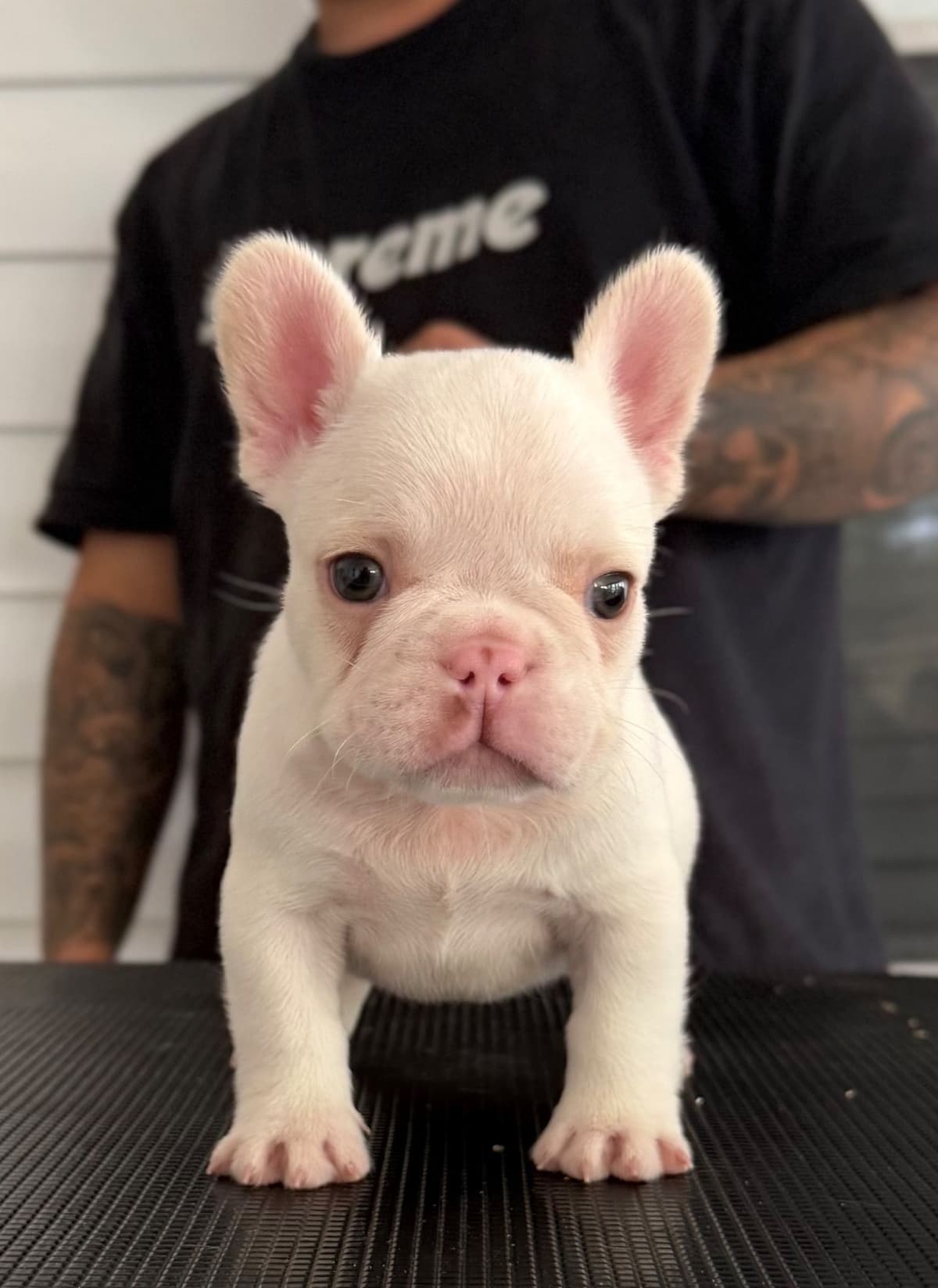 French Bulldog Puppies breeder image 5