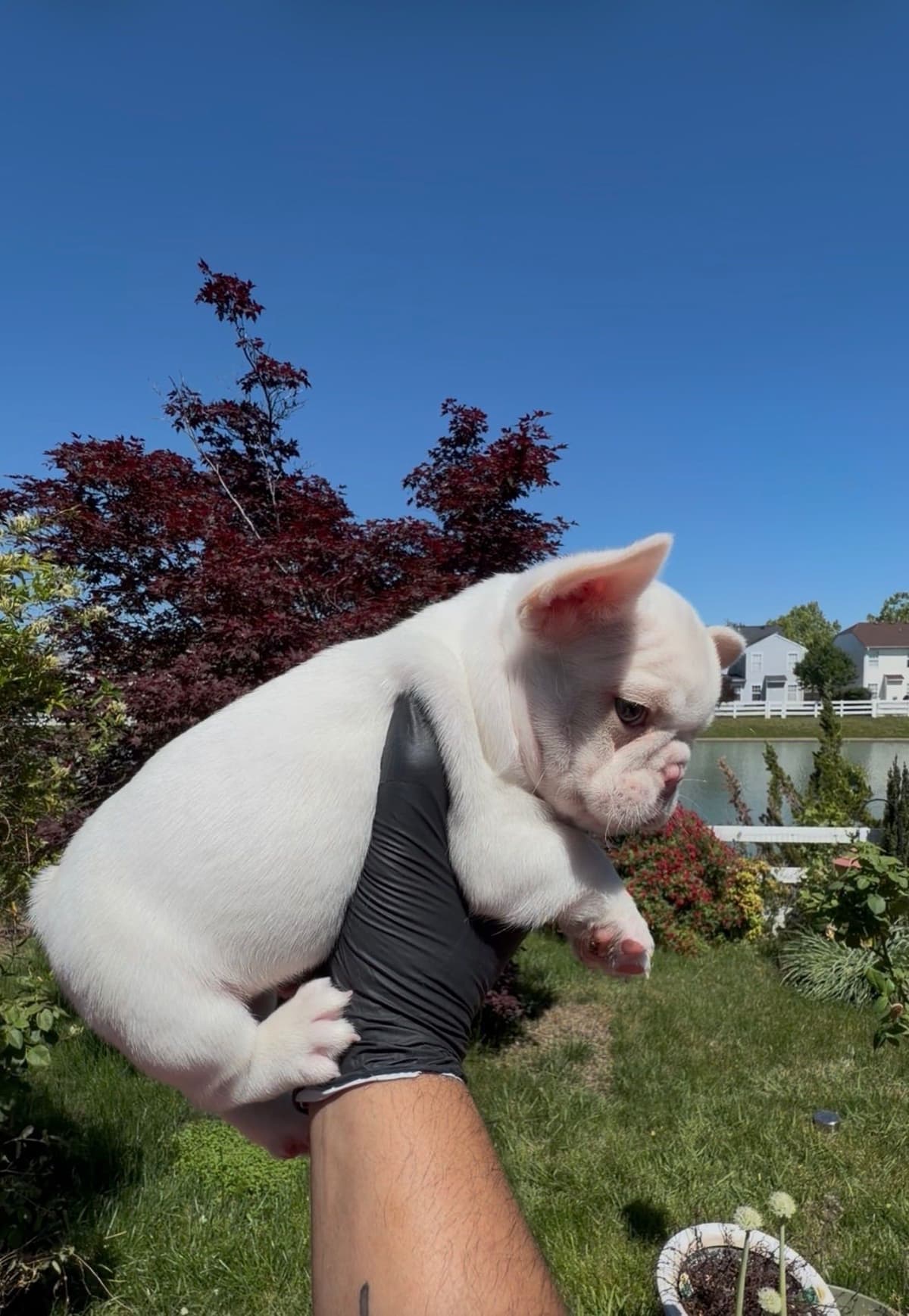 French Bulldog Puppies breeder image 6