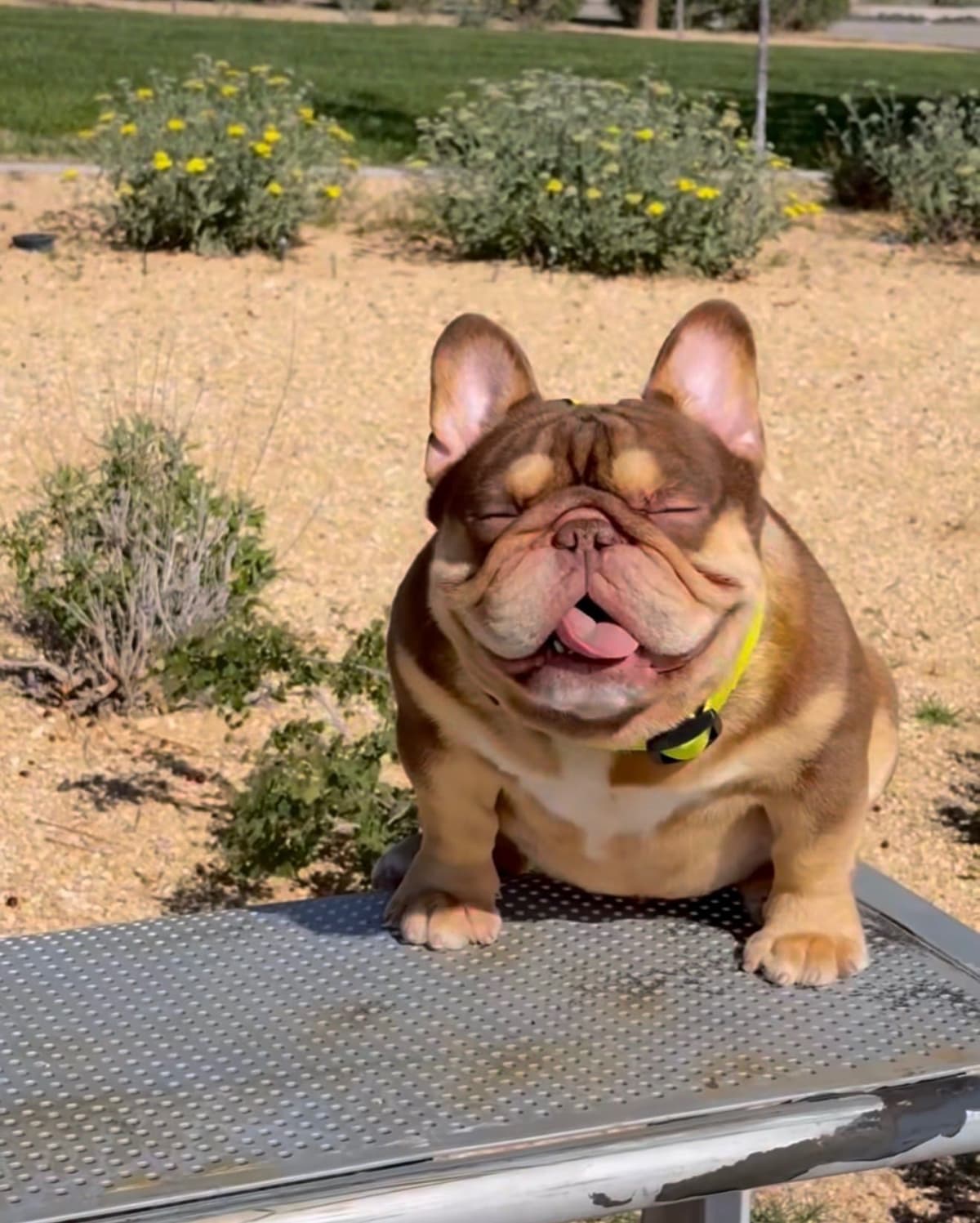 French Bulldog Puppies breeder image 8