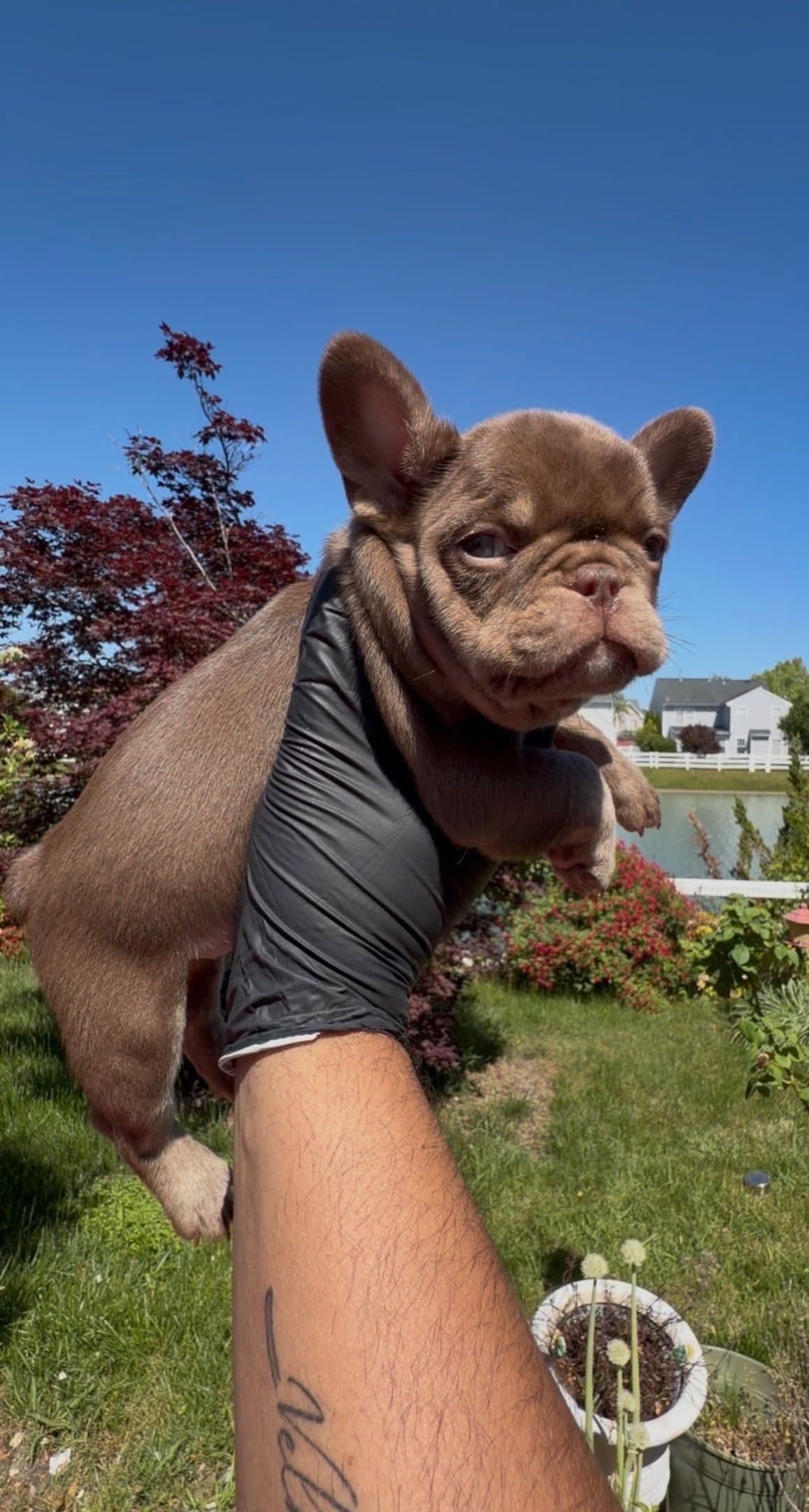 French Bulldog Puppies breeder image 7