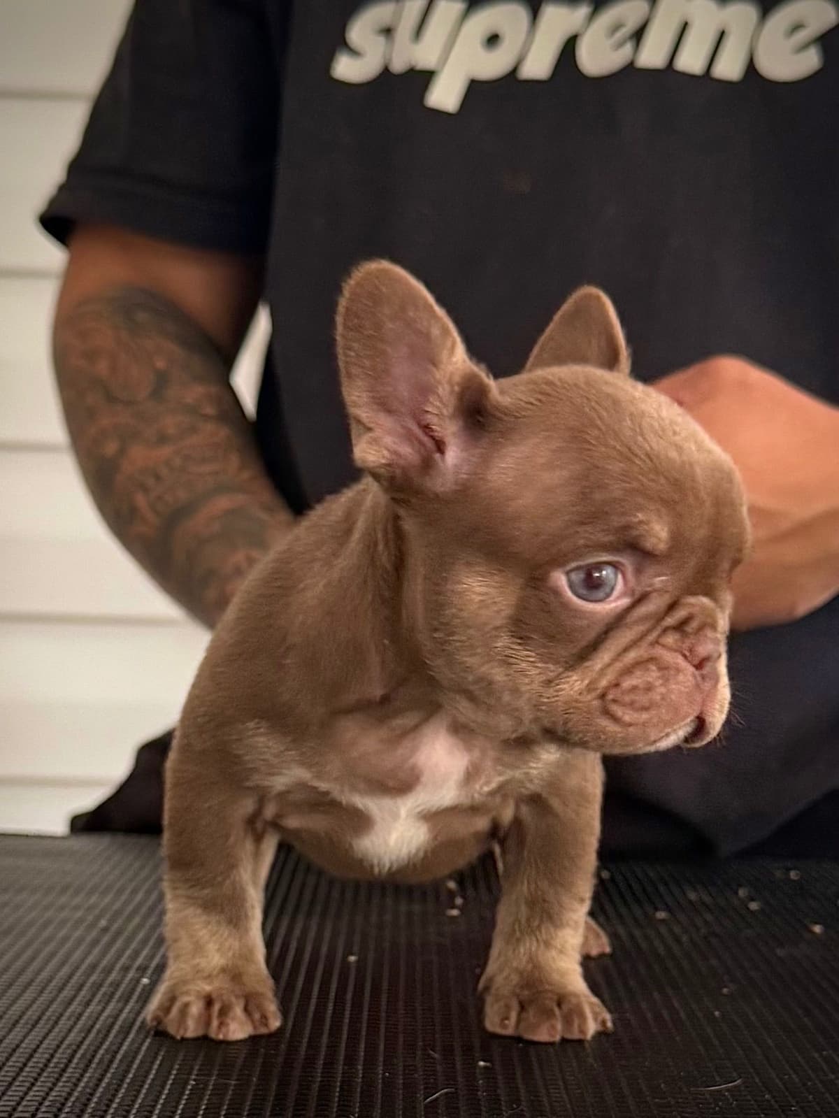 French Bulldog Puppies breeder image 9