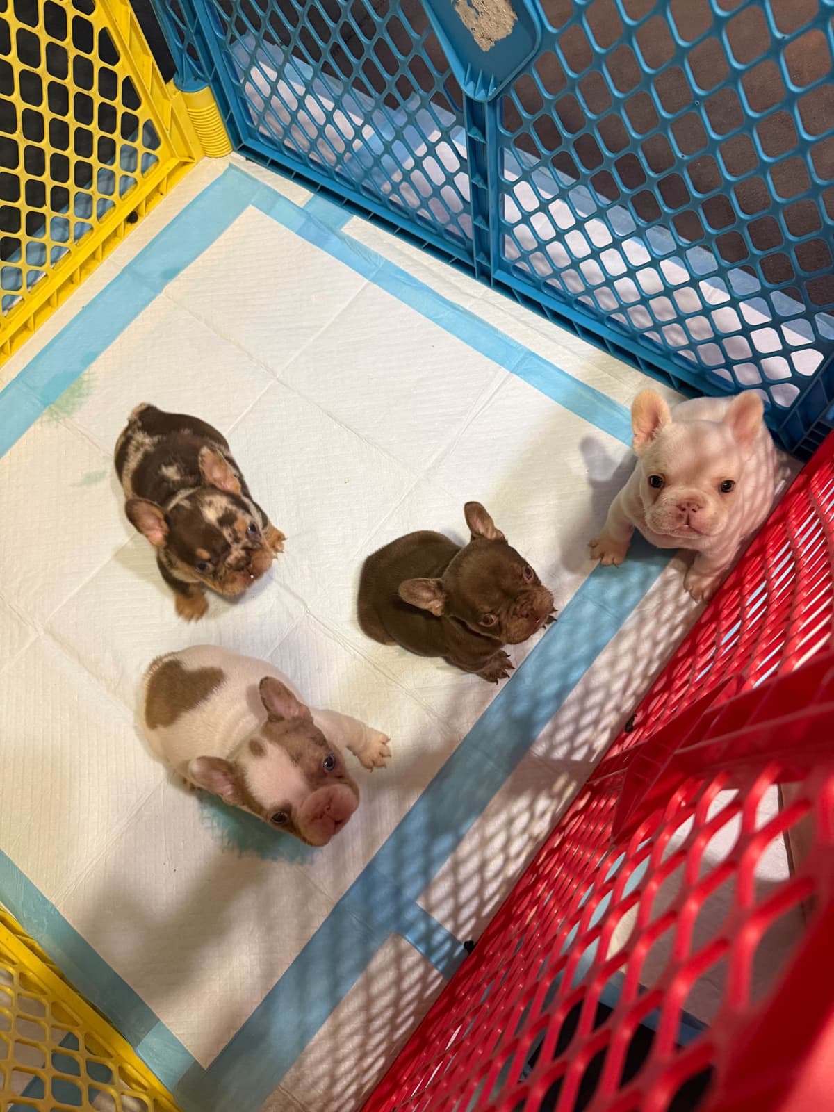 French Bulldog Puppies breeder image 10