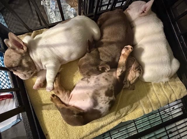 French Bulldog Puppies media 3
