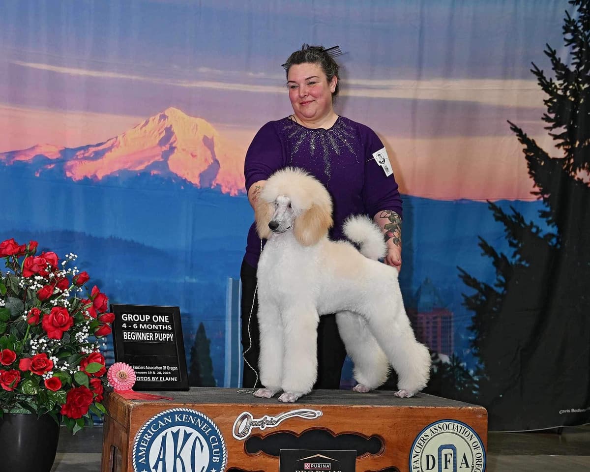 Solid White and Silver Standard poodle Puppies breeder image 2