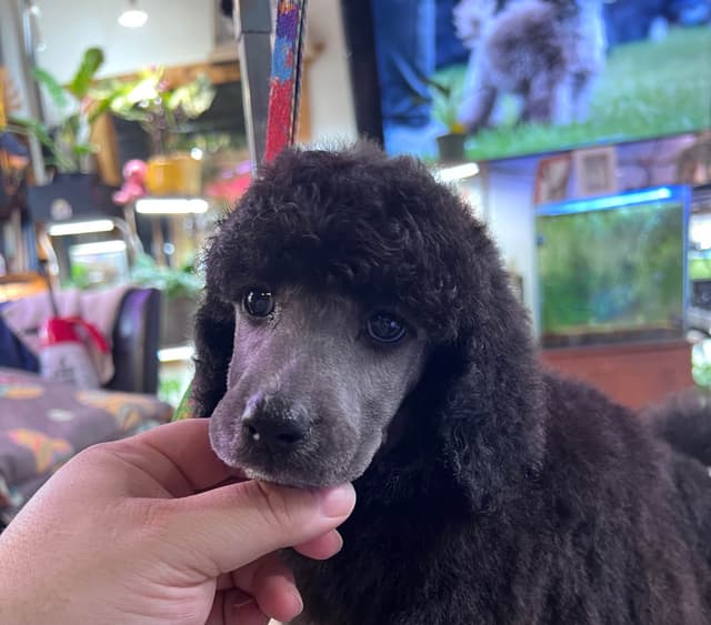 Solid White and Silver Standard poodle Puppies media 2