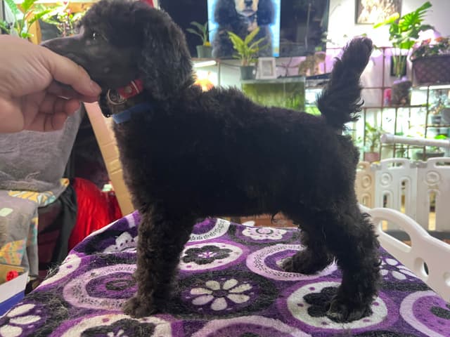 Solid White and Silver Standard poodle Puppies media 3