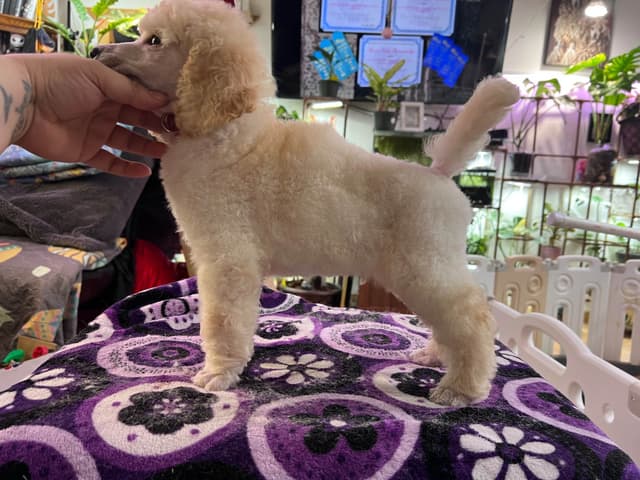 Solid White and Silver Standard poodle Puppies media 4