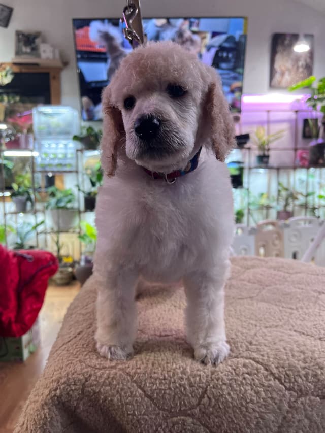 Solid White and Silver Standard poodle Puppies media 5