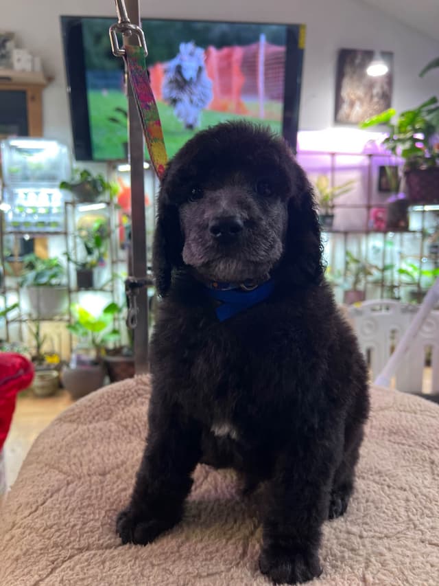 Solid White and Silver Standard poodle Puppies media 6