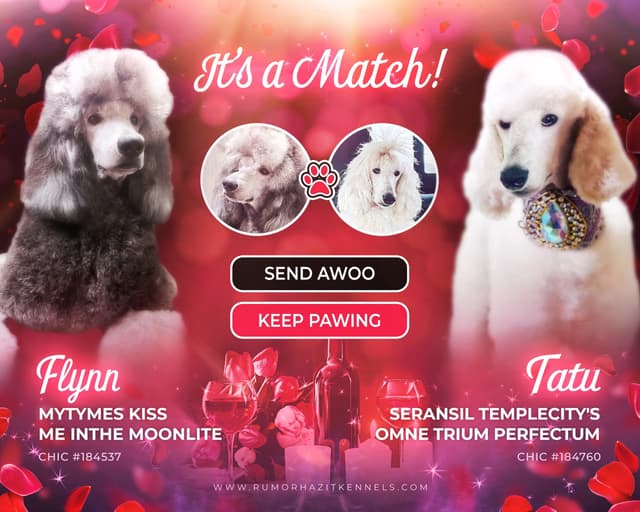Solid White and Silver Standard poodle Puppies media 7