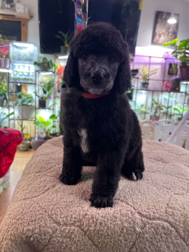 Solid White and Silver Standard poodle Puppies media 8