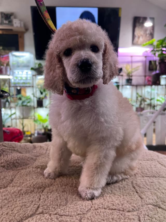 Solid White and Silver Standard poodle Puppies media 9