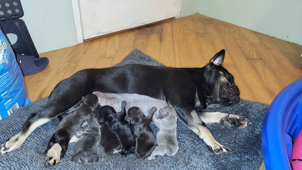 French Bulldog Puppies breeder image 2
