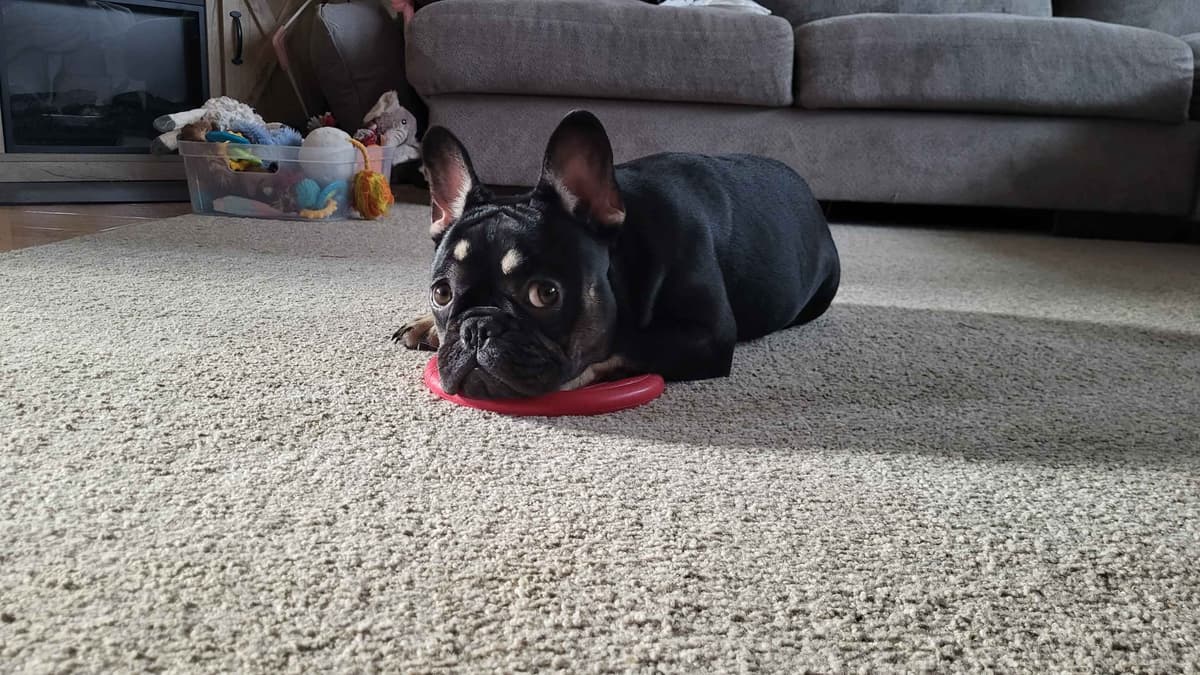 French Bulldog Puppies breeder image 4