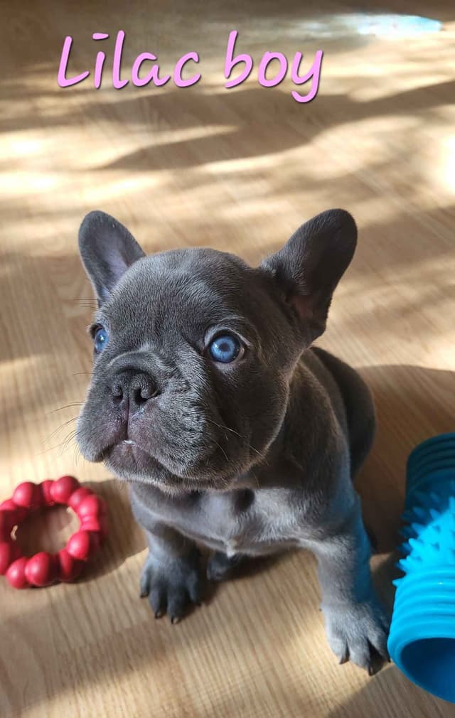 French Bulldog Puppies media 4