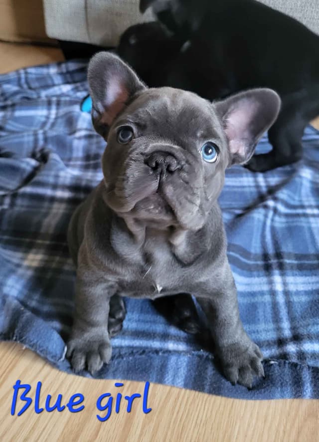 French Bulldog Puppies media 5