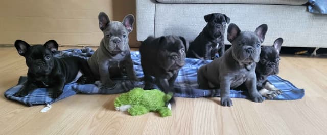 French Bulldog Puppies media 3
