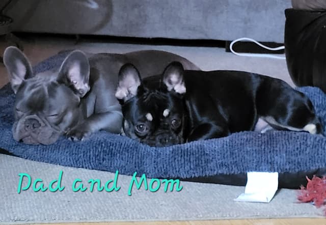 French Bulldog Puppies media 7