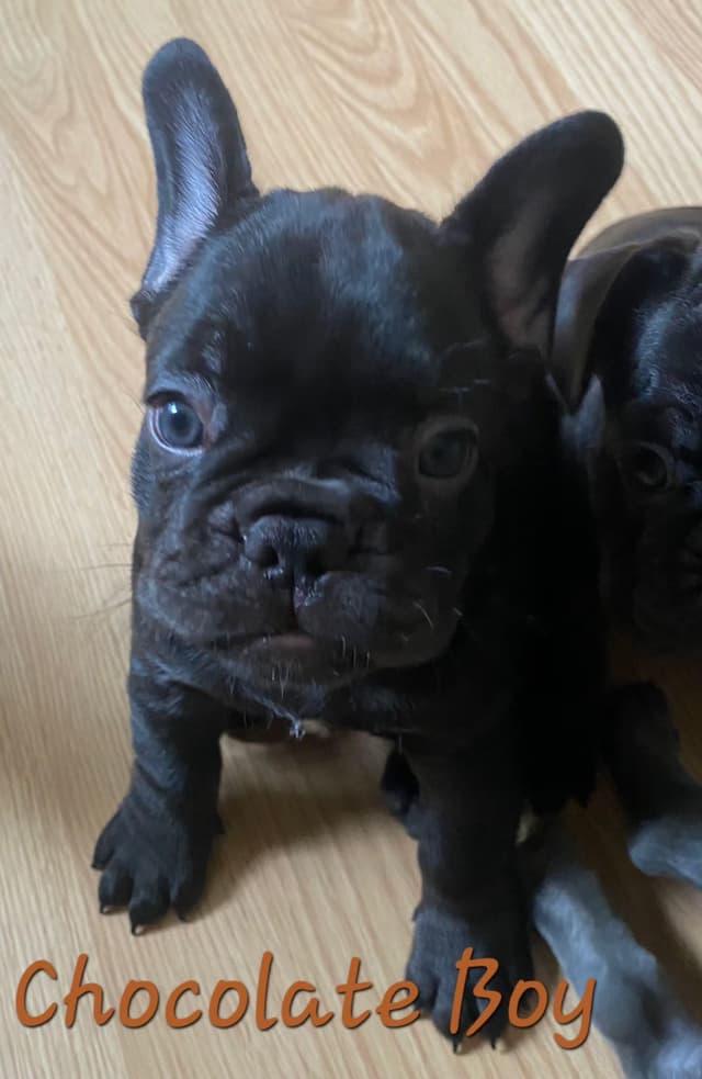 French Bulldog Puppies media 24
