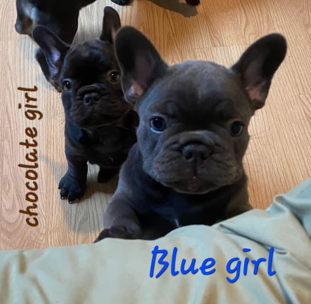 French Bulldog Puppies media 8